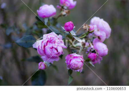  Pink rose flower 110600653