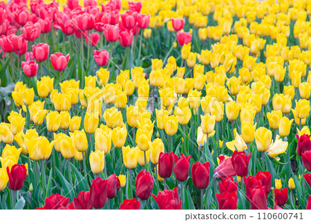 Red, yellow and pink tulips flowers with green leaves blooming in a meadow, park, flowerbed 110600741