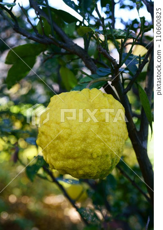 5980 Pomelo 110600825