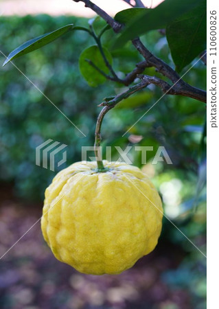 5979 Pomelo 110600826