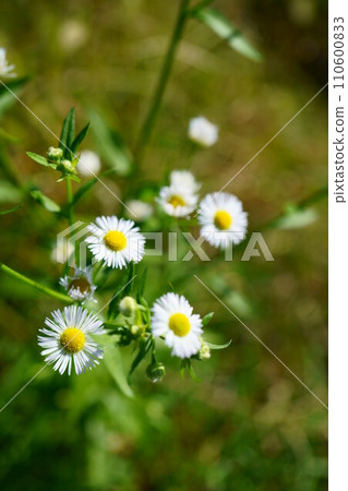 5972 Himedion 5972 Himedion 110600833