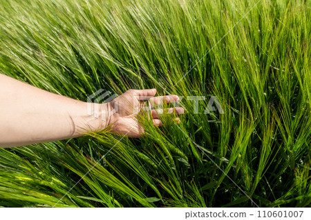 Close-up of Farmer hand holding green wheat ears in the field. Agricultural business. 110601007