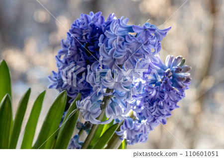 macro close-up of beautiful soft blue hyacinth flower branches, on the windowsill 110601051