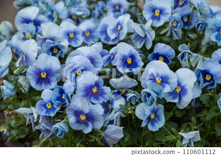 Light blue Calibrachoa flowers outdoors Light blue Calibrachoa flowers outdoors 110601112