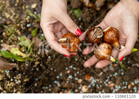 hands holding daffodil bulbs before planting in the ground hands holding daffodil bulbs before planting in the ground 110601120