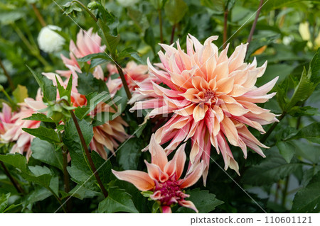 Coral Apricot Pink Rose Peach Dinnerplate AA Dahlia Blooming Macro. Dahlia named Labyrinth Coral Apricot Pink Rose Peach Dinnerplate AA Dahlia Blooming Macro. Dahlia named Labyrinth 110601121