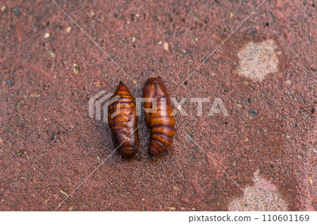 Pupa moth from the family owlet moths Noctuidae Pupa moth from the family owlet moths Noctuidae 110601169