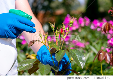 treatment in the garden of young shoots of roses from aphids, whiteflies and insect pests 110601189