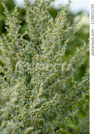 Wormwood Artemisia. Wormwood Leaves And Flowers.Wormwood Artemisia absinthium in garden Wormwood Artemisia. Wormwood Leaves And Flowers.Wormwood Artemisia absinthium in garden 110601259