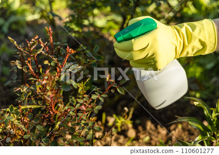 Treatment of roses from pests, aphids and fungi. Remedy for roses from diseases and pests. Treatment of roses from pests, aphids and fungi. Remedy for roses from diseases and pests. 110601277