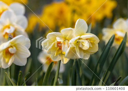 Beautiful narcissus flowers bloom in the spring garden. Beautiful narcissus flowers bloom in the spring garden. 110601408