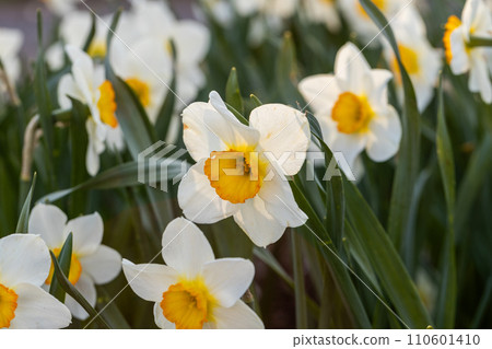 Close-up of white narcissus flowers (Narcissus poeticus) in spring garden 110601410