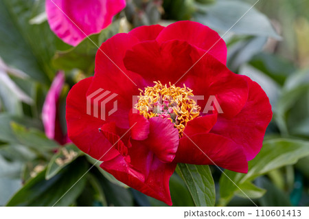 Peony variety The Mackinac Grand. Bright red peony flowers, close-up Peony variety The Mackinac Grand. Bright red peony flowers, close-up 110601413