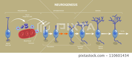 3D Isometric Flat Vector Illustration of Neurogenesis 3D Isometric Flat Vector Illustration of Neurogenesis 110601434