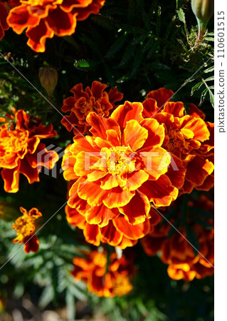 5990 Marigold 110601515