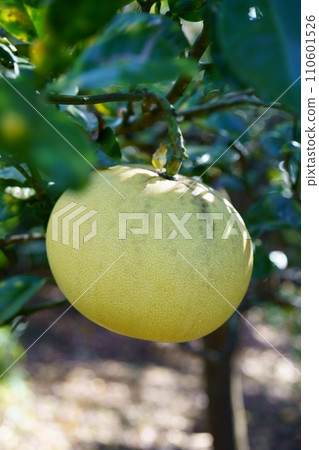 5981 Buntan 110601526