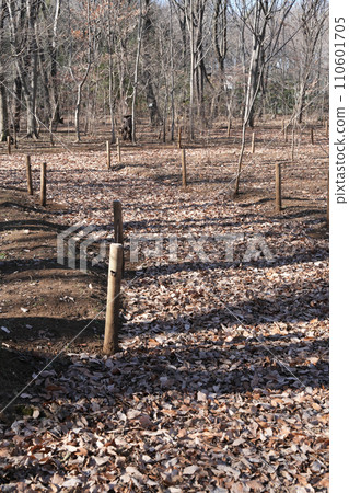 Carpet of fallen leaves 110601705