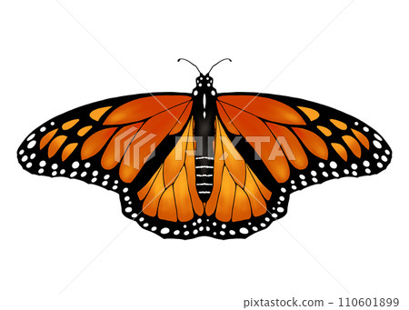 Monarch butterfly spreading its wings 110601899