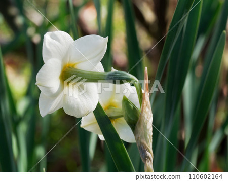 球根植物石蒜科日本水仙花的開花 球根植物石蒜科日本水仙花的開花 110602164