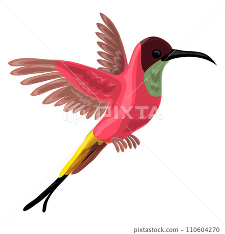 Colibri bird icon. Cartoon of colibri bird vector icon for web design isolated on white background Colibri bird icon. Cartoon of colibri bird vector icon for web design isolated on white background 110604270