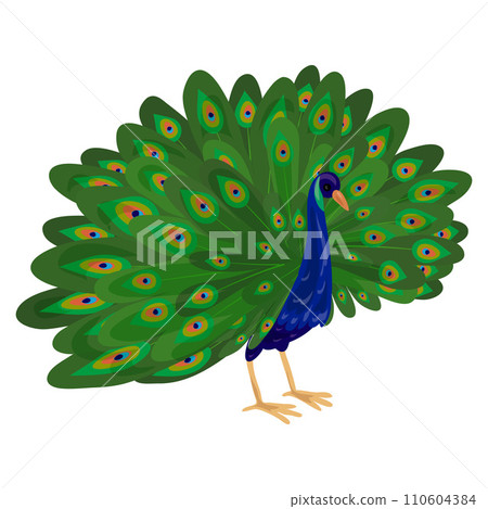 Peacock icon. Cartoon of peacock vector icon for web design isolated on white background 110604384