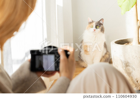 Woman photographing a cat at home 110604930