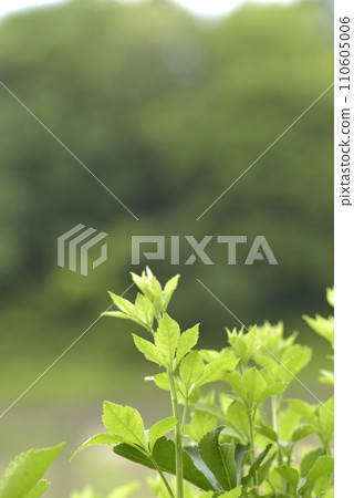 發光在光的年輕人葉子新鮮的葉子 發光在光的年輕人葉子新鮮的葉子 110605006