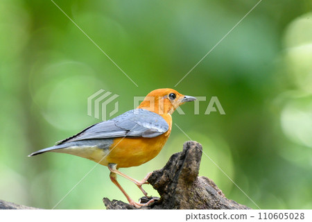 Geokichla citrina, Looking for food in the forest Geokichla citrina, Looking for food in the forest 110605028