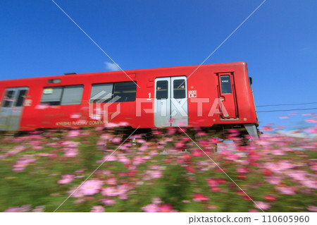 Kiha 200 series diesel train running on the Kyudai Main Line where cosmos blooms 110605960
