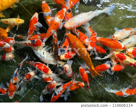 Carp 2 Carp 2 110606114