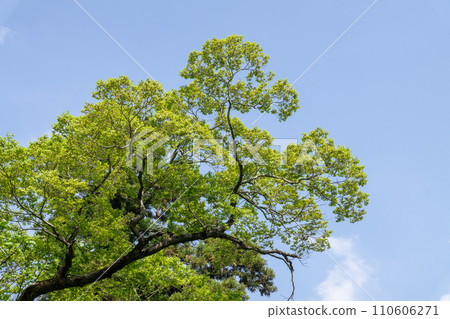 Fresh green and blue sky 110606271