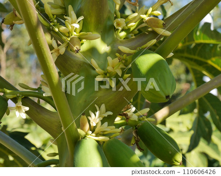 木瓜 木瓜 110606426