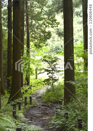 綠樹環繞的林間小路 綠樹環繞的林間小路 110606448