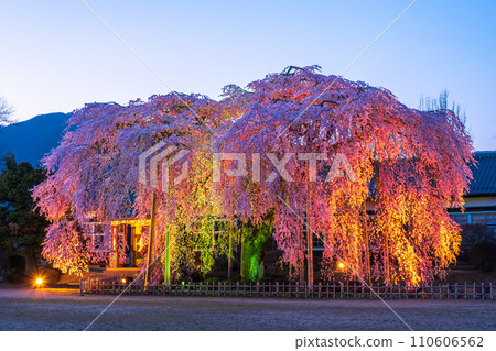 Weeping cherry blossoms at Kihara School (lighted up) 110606562