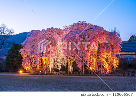 Weeping cherry blossoms at Kihara School (lighted up) Weeping cherry blossoms at Kihara School (lighted up) 110606567