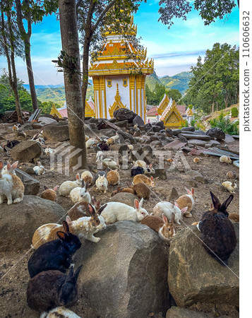 Wat Pra Putthabat Phu Kwai Ngoen, the rabbit temple, in Chiang Khan, Loei, Thailand 110606632