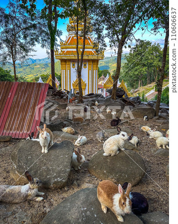 Wat Pra Putthabat Phu Kwai Ngoen, the rabbit temple, in Chiang Khan, Loei, Thailand Wat Pra Putthabat Phu Kwai Ngoen, the rabbit temple, in Chiang Khan, Loei, Thailand 110606637