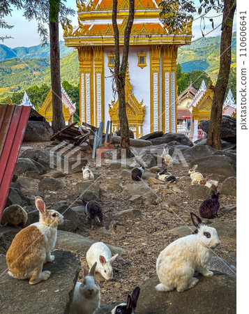 Wat Pra Putthabat Phu Kwai Ngoen, the rabbit temple, in Chiang Khan, Loei, Thailand Wat Pra Putthabat Phu Kwai Ngoen, the rabbit temple, in Chiang Khan, Loei, Thailand 110606641