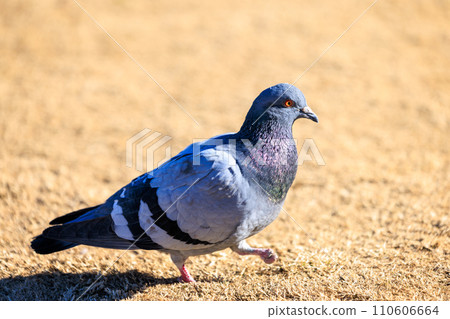 A wild pigeon that is injured and has no toes A wild pigeon that is injured and has no toes 110606664