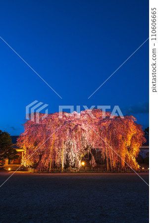 Weeping cherry blossoms at Kihara School (lighted up) 110606665