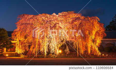 Weeping cherry blossoms at Kihara School (lighted up) Weeping cherry blossoms at Kihara School (lighted up) 110606684
