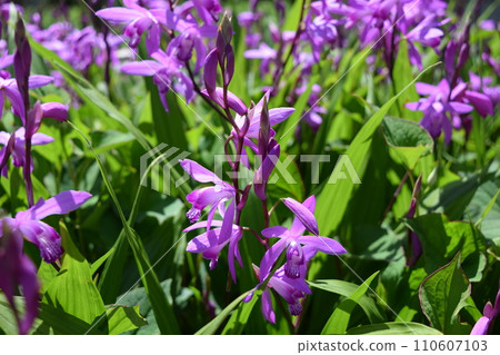 矽烷花 矽烷花 110607103