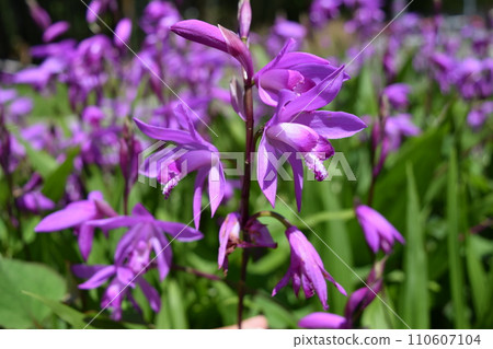 Silane flower Silane flower 110607104