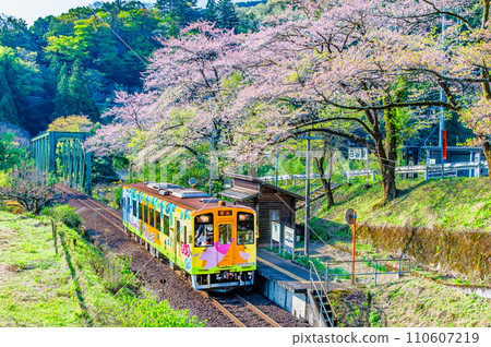 Tarumi Railway Sakura Blooming Hito Station 110607219