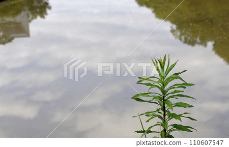 grass growing on the waterside grass growing on the waterside 110607547