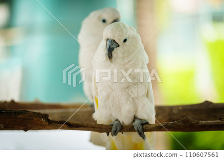 pair of Tanimbar Corella (Cacatua goffiniana) also known as the Goffin's cockatoo on wood tree branch pair of Tanimbar Corella (Cacatua goffiniana) also known as the Goffin's cockatoo on wood tree branch 110607561