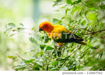 sun conure parrot bird (Aratinga solstitialis) on wood tree branch 110607562