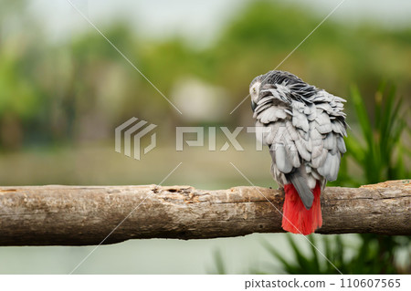African grey parrot (Psittacus erithacus) on wood tree branch 110607565