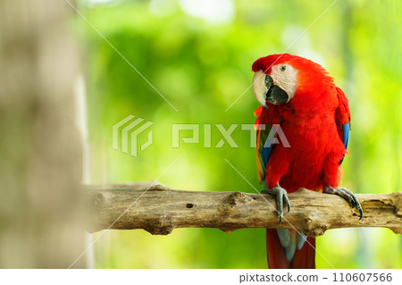 scarlet macaw (Ara macao), red parrot on wood tree branch 110607566