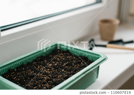 Selective focus on seeds in a green plastic stand for sowing peat moss seeds on the windowsill of the house Selective focus on seeds in a green plastic stand for sowing peat moss seeds on the windowsill of the house 110607819